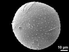 hydrated pollen grain (apertures irregularly arranged)