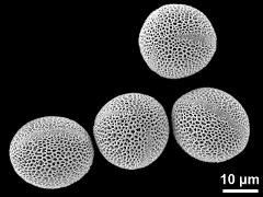 hydrated pollen grains