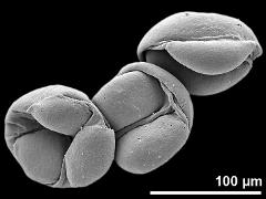 dry pollen grains