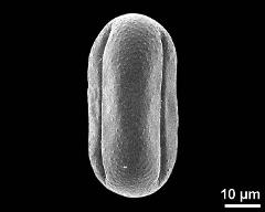 dry pollen grain in equatorial view