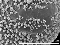 exine surface (tenuitas-like area)