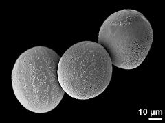 hydrated pollen grains