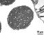 cross section of pollen grain