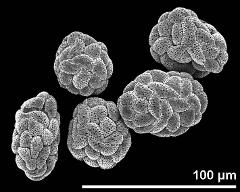 dry tetrads