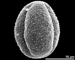 dry pollen grain in equatorial view