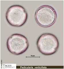 hydrated pollen