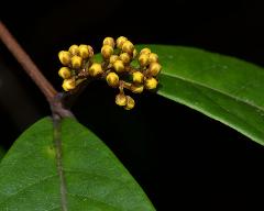 inflorescence(s),flower buds