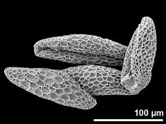 dry pollen grains