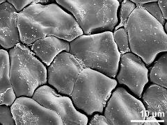 tetrads (forming pollinium)