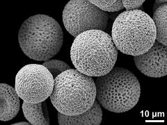 dry pollen grains