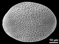 polar proximal view