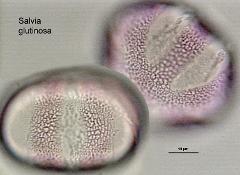 hydrated pollen