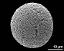 hydrated pollen grain