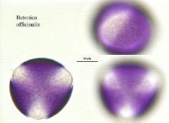 hydrated pollen