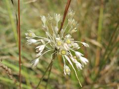 inflorescence(s)