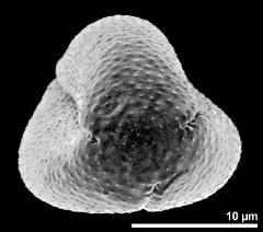 polar view of dry pollen grain