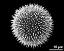 hydrated pollen grain