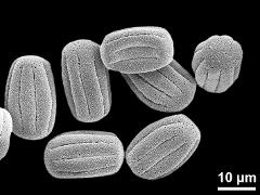 dry pollen grains