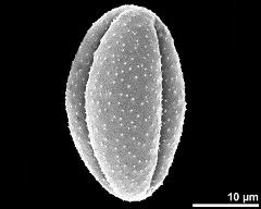 dry pollen grain in equatorial view