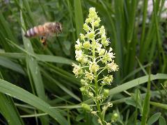 flowers of Reseda lutea (with Apis mellifera)