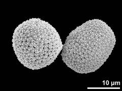 hydrated pollen grains