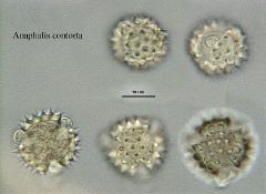 hydrated pollen