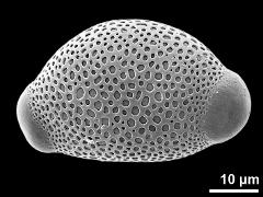 hydrated pollen grain