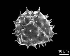 polar view (dry pollen grain)