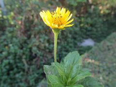 flower(s)