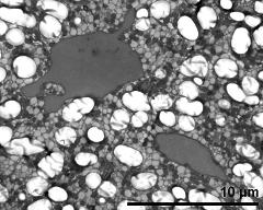 vegetative nucleus (left) and sperm cell (right)