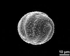 equatorial view of a spiraperturate pollen grain