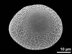 hydrated pollen grain