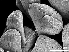 massulae (forming pollinium)