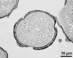 pollen grain in cross section