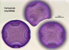 hydrated pollen