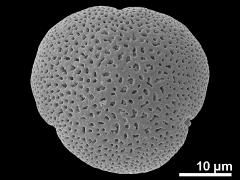 acetolyzed pollen,polar view