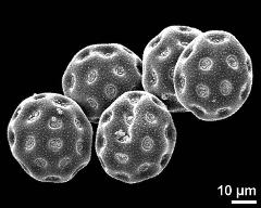 dry pollen grains