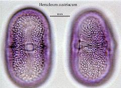 hydrated pollen