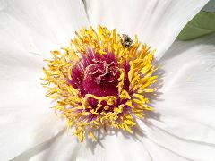 detail of flower(s)