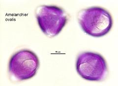 hydrated pollen