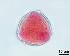 pollen grain with generative cell