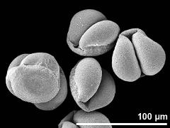 dry pollen grains