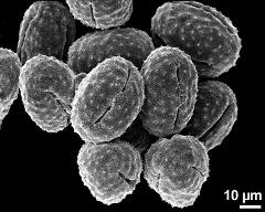 dry pollen grains