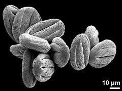 dry pollen grains