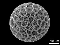 hydrated pollen