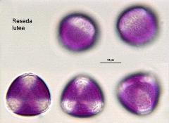 hydrated pollen