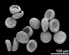 dry pollen grains