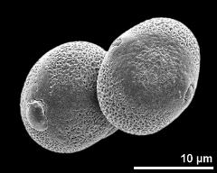 hydrated pollen grains