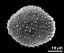 hydrated pollen grain