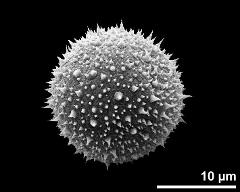 hydrated pollen grain